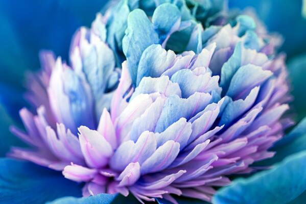 Blue flower close up