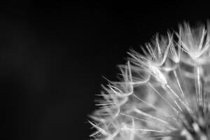 Dandelion Seeds Close up photo