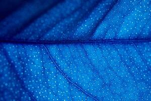 Abstract Blue Leaf Macro Texture Background photo