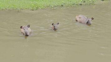 Cerf sambar dans le parc national de Khao Yai en Thaïlande video