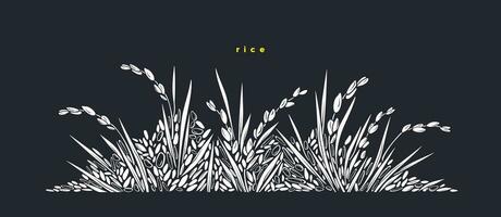 Rice field, basmati. White wild grain Vector paddy