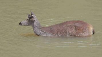 Cerf sambar dans le parc national de Khao Yai en Thaïlande video