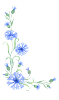 Frame with cornflower flowers. Watercolor illustration png