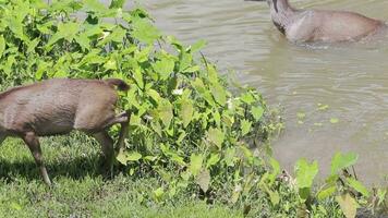 Cerf sambar dans le parc national de Khao Yai en Thaïlande video