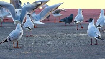 seagulls på betong golv förbi de havsstrand video