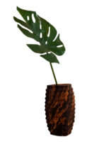 Monstera leaf in brown wooden flowerpot or pot isolated on transparent background. Ornamental plant for decorated home and Tropical tree. png transparency