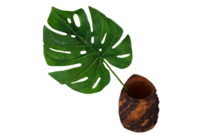 Monstera leaf in brown wooden flowerpot or pot isolated on transparent background. Ornamental plant for decorated home and Tropical tree. png transparency
