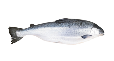 Whole fresh salmon isolated on transparent background with clipping path or make selection. png transparency. Fish for sale and eat or uncooked food.