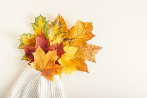 A bouquet of multi colored maple leaves in the sleeves of a white knitted sweater top view photo