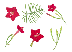 Beautiful Red Cypress Vine Flower Leaves Petals and Buds isolated on a transparent background png
