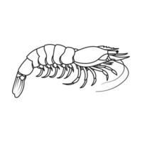 Hand drawn shrimp outline illustration. - Vector. vector