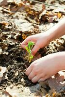 Children's hands carefully clean the ground from last year's leaves around a young sprout with a flower bud in a spring forest photo