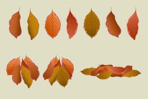 Autumn leaf set elements vector illustration