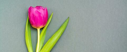 Lonely pink tulip with green leaves on a solid dark background. Copy space. Web banner photo