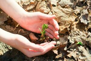 Children's hands surrounded with care a young sprout with a flower bud on the ground in the forest among last year's leaves in spring photo