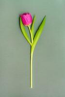 Lonely pink tulip with green leaves on a solid dark background. Copy space. Vertical view photo