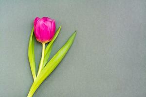 Lonely pink tulip with green leaves on a solid dark background. Copy space photo