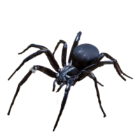 Preto aranha em transparente fundo png