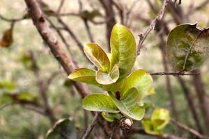 Automn leaves and brown dry buds in Garden in Beautiful Landscape Mountains Valley photo