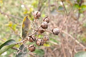 Automn leaves and brown dry buds in Garden in Beautiful Landscape Mountains Valley photo