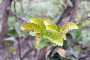 Automn leaves and brown dry buds in Garden in Beautiful Landscape Mountains Valley photo