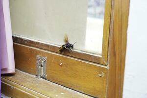 A vespa bee flying near a window in the early spring. photo