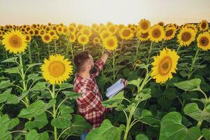 granjero es en pie en su girasol campo cuales es en florecer. él es examinando Progreso de el plantas. foto