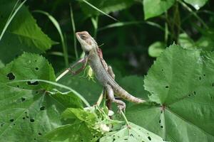 Green lizard on tree branch, green lizard sunbathing on branch, green lizard climb on wood, Jubata lizard photo