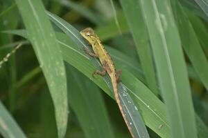 Green lizard on tree branch, green lizard sunbathing on branch, green lizard climb on wood, Jubata lizard photo