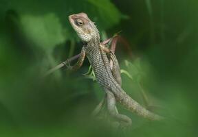 Green lizard on tree branch, green lizard sunbathing on branch, green lizard climb on wood, Jubata lizard photo