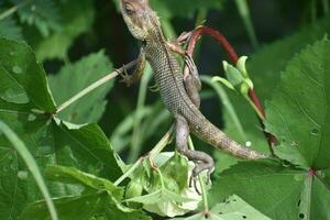 Green lizard on tree branch, green lizard sunbathing on branch, green lizard climb on wood, Jubata lizard photo