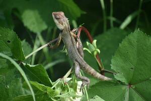 Green lizard on tree branch, green lizard sunbathing on branch, green lizard climb on wood, Jubata lizard photo