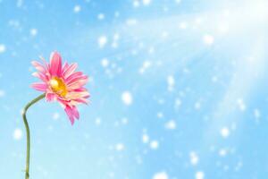 White bright daisy flowers on a background of the summer landscape. photo