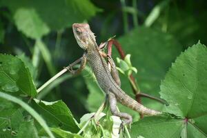 Green lizard on tree branch, green lizard sunbathing on branch, green lizard climb on wood, Jubata lizard photo