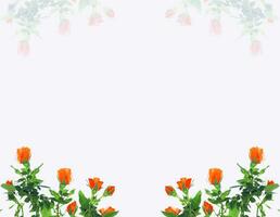 Five roses on a white background. floral background photo