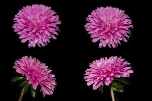 Colorful bright flower aster isolated on black background. photo