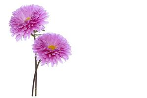 Colorful bright flower aster isolated on white background. photo