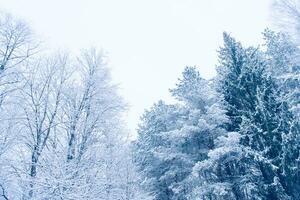 Landscape. Frozen winter forest with snow covered trees. photo