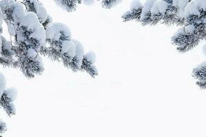 árbol de navidad en la nieve aislado en un fondo blanco. tarjeta de felicitación. foto