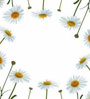 Composition of chamomile flowers isolated on white background photo