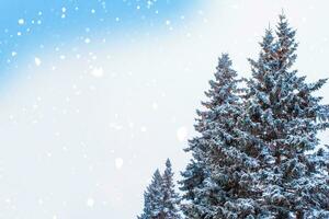 Landscape. Frozen winter forest with snow covered trees. photo