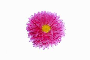 Colorful bright flower aster isolated on white background. photo