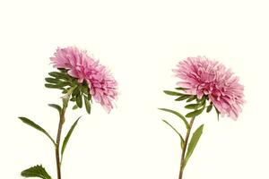 Colorful bright flower aster isolated on white background. photo