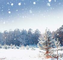 Landscape. Frozen winter forest with snow covered trees. photo