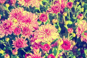 Colorful chrysanthemum flowers on a background of the autumn landscape photo