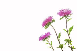 Colorful bright flower aster isolated on white background. photo