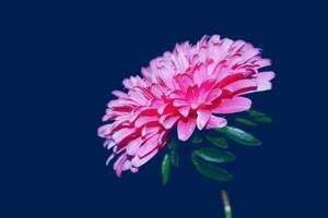 Colorful aster flowers on a background of the autumn landscape photo