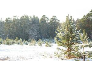 Landscape. Frozen winter forest with snow covered trees. photo