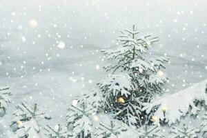 Landscape. Frozen winter forest with snow covered trees. photo