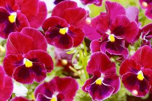 Closeup of colorful pansy flower photo